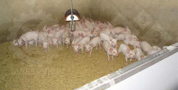 The nest&nbsp;is a comfortable&nbsp;place for the newly weaned piglets,&nbsp;equipped with a heat lamp and fresh, dry shavings on the floor.
