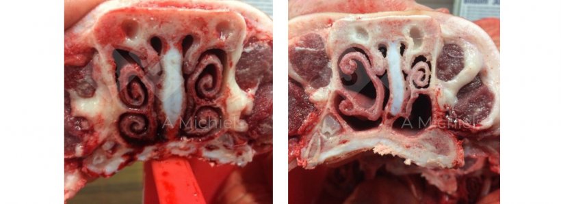 Figure 1. Left: A pig with healthy turbinates where the nose is the first filter to combat the entry of respiratory pathogens. Right: turbinates affected by non-progressive atrophic rhinitis. The snout&nbsp;twists, shrinks and wrinkles. Piglets show sometimes even nasal bleeding.
