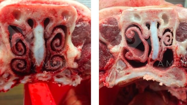 Figure 1. Left: A pig with healthy turbinates where the nose is the first filter to combat the entry of respiratory pathogens. Right: turbinates affected by non-progressive atrophic rhinitis. The snout twists, shrinks and wrinkles. Piglets show sometimes even nasal bleeding.
