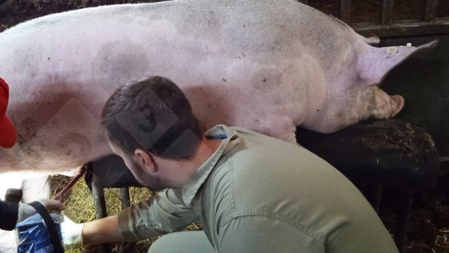 Photo&nbsp;1. Femoral puncture during semen collection.
