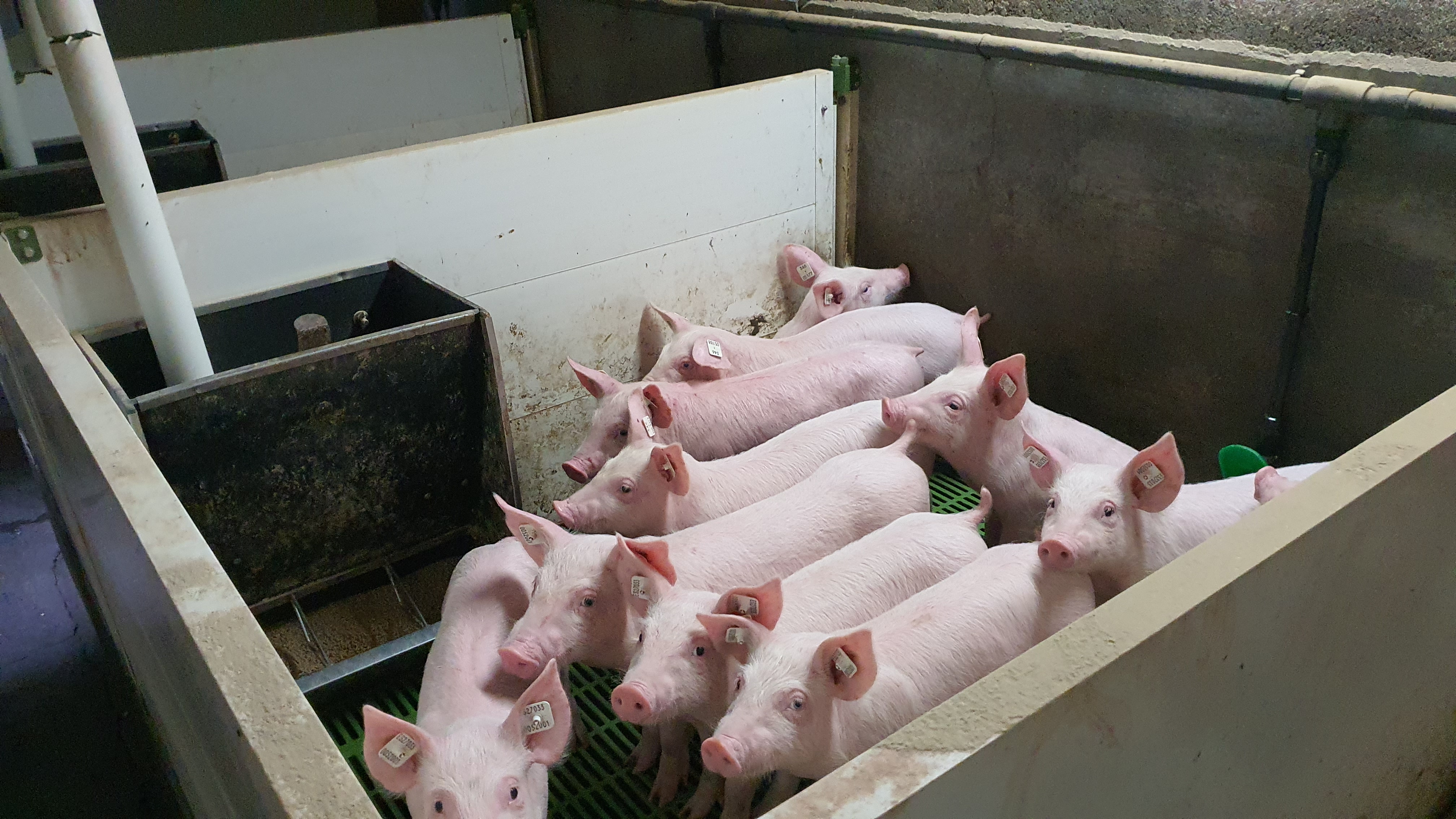 Present swine manufacturing state of affairs in China – Swine information