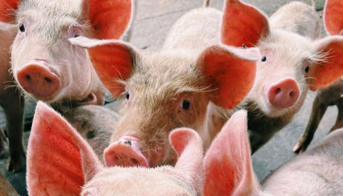 3 classical swine fever outbreaks showed in Piauí, Brazil – Swine information