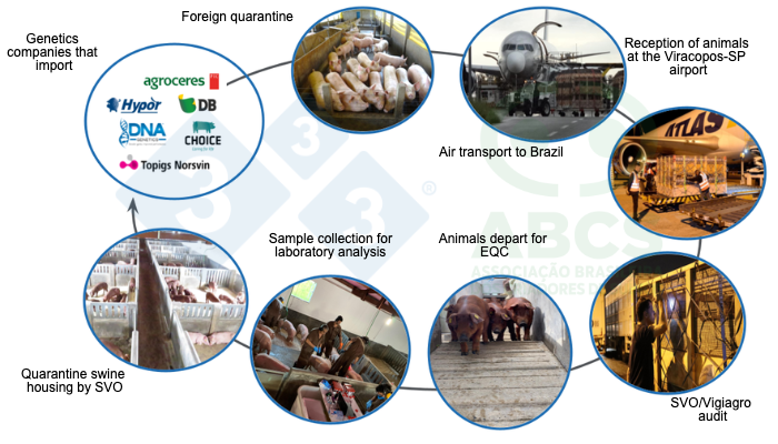 Figure 1. Photos illustrating the sequence of operations for importing breeding animals from the country of origin into Brazil for quarantine in EQC and subsequent stocking in GRSC farms (images provided by the companies). Source: ABCS.
