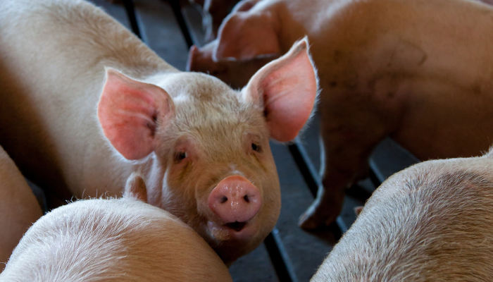 Brazil hurries up foot-and-mouth illness vaccination marketing campaign – Swine information