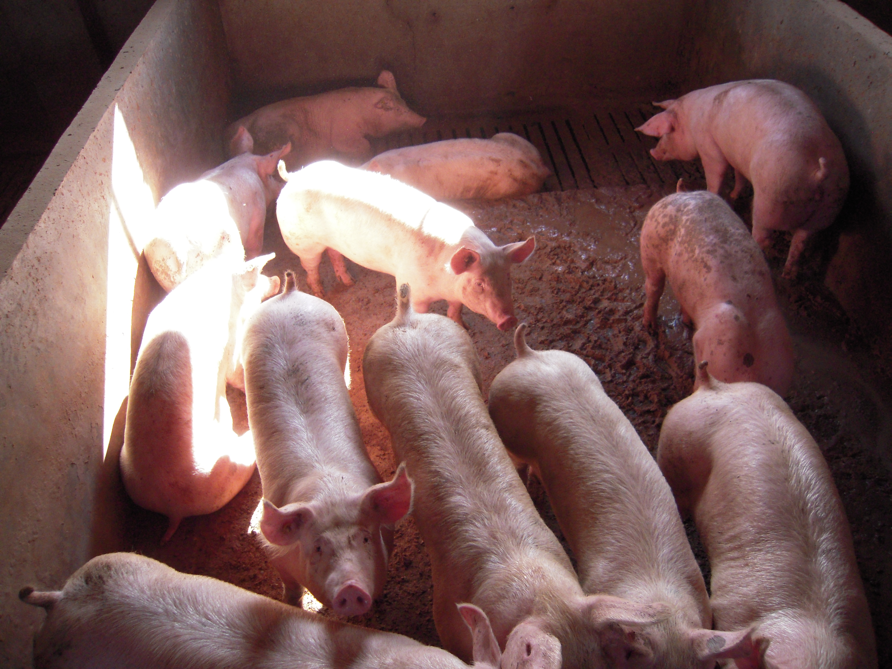 FAO launches international 10-year initiative to scale back antimicrobial wishes – Swine information