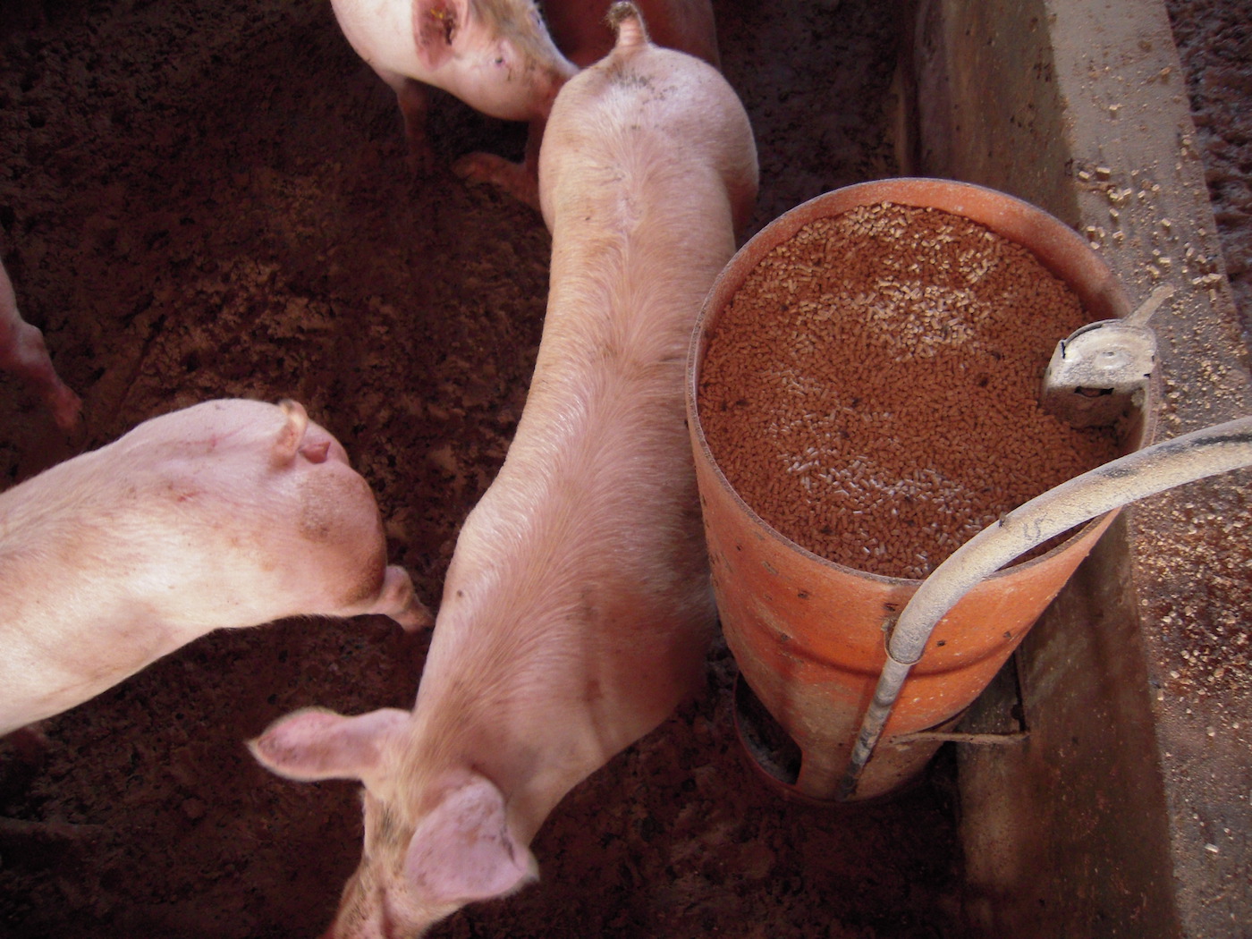 Iloilo to release sentinelling program following ASF outbreaks – Swine information