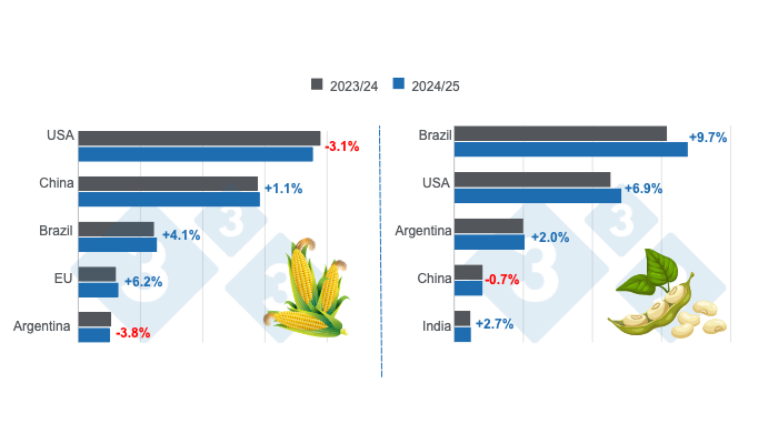 Crop forecast for the world's main corn and soybean producers - 2024/25 season versus 2023/24 season. Prepared by 333 Latin America with data from FAS - USDA.