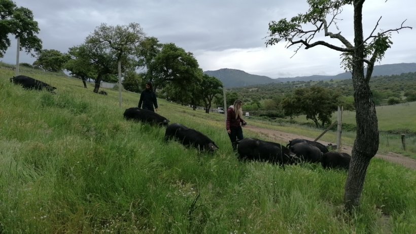 Pigs in Sardinia
