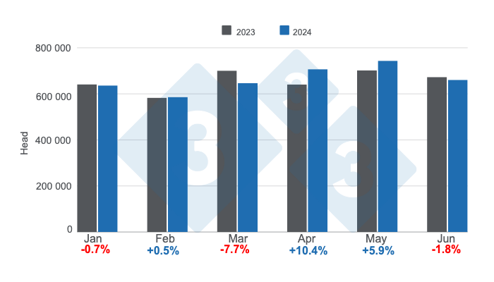 Argentina&#39;s monthly pig slaughter in the first half of 2024, annual variations. Prepared by 333 Latin America with data from the Secretariat of Agriculture, Livestock and Fisheries of the Ministry of Economy of Argentina.
