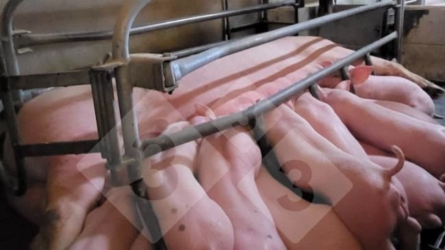 Photo 1. Precision feeding system in farrowing room (courtesy of Nosia).