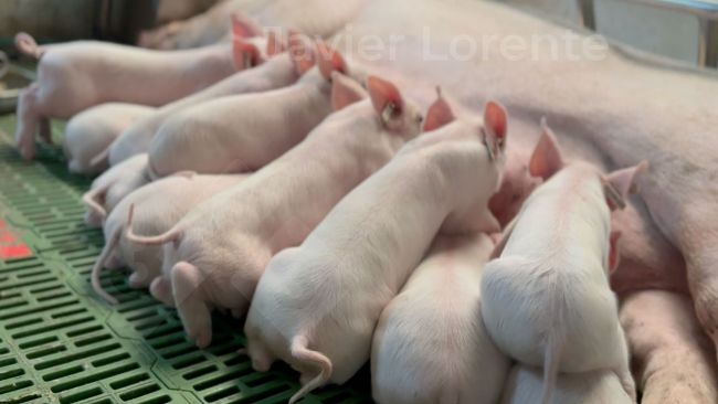A single age in the farrowing room can help improve the health of the farrowing room.
