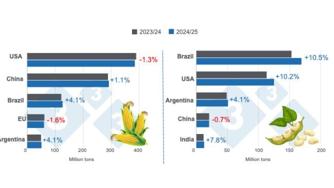 Crop projections for the main world corn and soybean producers - 2024/25 season versus 2023/24 season - last update: August 12, 2024. Prepared by 333 Latin America with data from FAS - USDA.