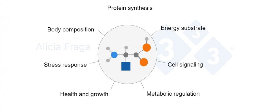 Figure 1. General roles of the functional amino acids.
