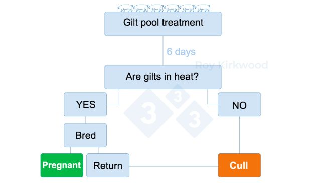 Figure 2: Proposed protocol according to the puberty induction treatmente response. Note: if you see < 70% gilts estrus by 6-days after treatment--> you likely are having problems with estrus detection.
