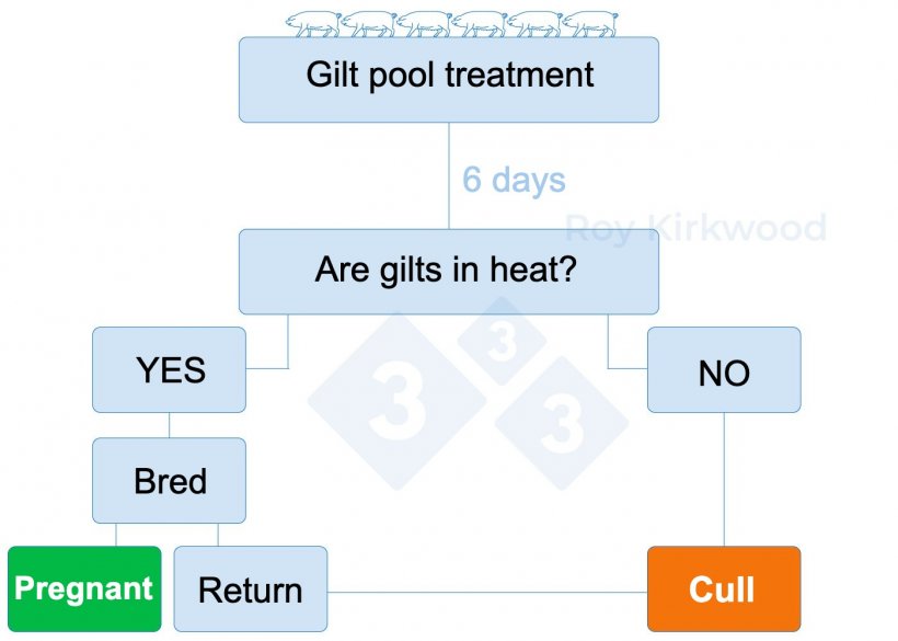 Figure 2: Proposed protocol according to the puberty induction treatmente response. Note: if you see &lt; 70% gilts estrus by 6-days after treatment--&gt; you likely are having problems with estrus detection.
