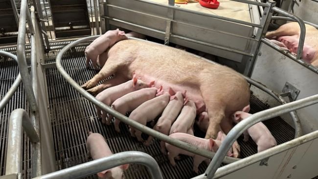 SunPork Maternity Ring