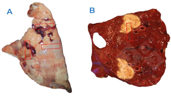 Figure 1. A. Recommended general sampling in a lung, taking pieces that include normal as well as damaged areas.&nbsp;B. In case of focal lesions, normal and damaged area should also be taken, not only damaged one.
