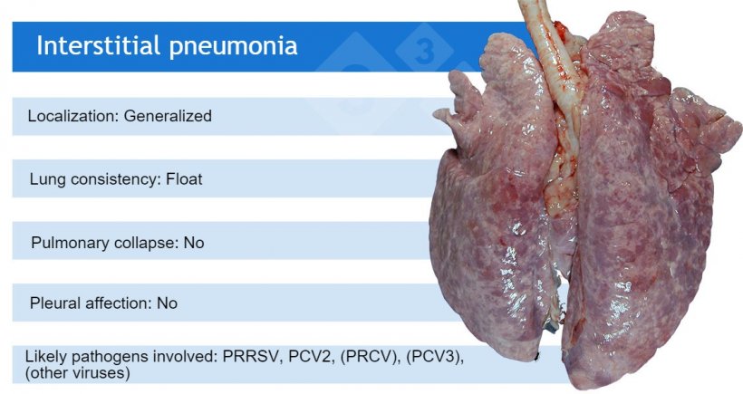 PRRSV: porcine reproductive and respiratory syndrome virus; PCV2: porcine circovirus 2; PRCV: porcine respiratory coronavirus;&nbsp;PCV3:&nbsp;porcine circovirus 3.
PRCV, PCV3 and other viruses such as adenoviruses, Aujeszky&rsquo;s disease virus and others, usually cause mild interstitial pneumonias.
