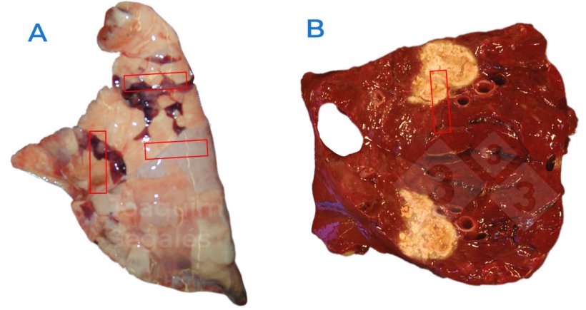 Figure 1. A. Recommended general sampling in a lung, taking pieces that include normal as well as damaged areas.&nbsp;B. In case of focal lesions, normal and damaged area should also be taken, not only damaged one.
