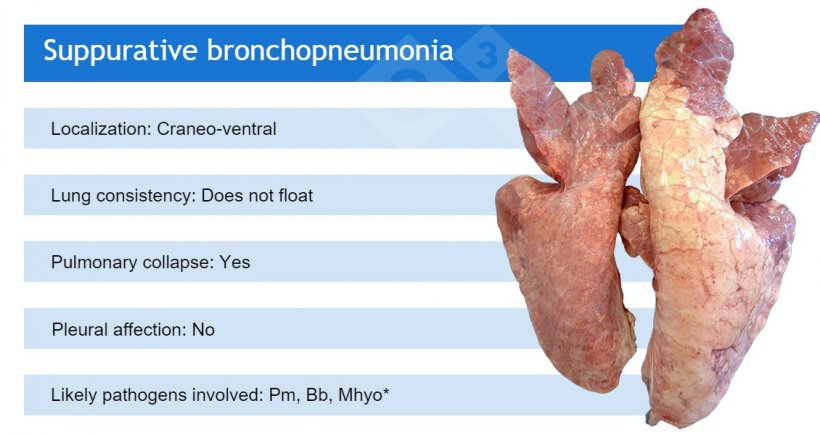 Pm: Pasteurella multocida; Bb: Bordetella bronchiseptica; Mhyo: Mycoplasma hyopneumoniae.
*Mhyo usually participates in suppurative bronchopneumonias as an initiator pathogen (causing first a broncho-interstitial pneumonia).
