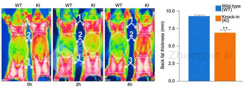 Figure 3. Infrared images were taken at 0, 2, and 4 hours of cold exposure in 6-month-old pigs. Backfat thickness in 20-kg piglets. Source: Zheng et al. (2017). &ldquo;Reconstitution of UCP1 using CRISPR/Cas9 in the white adipose tissue of pigs decreases fat deposition and improves thermogenic capacity.&rdquo; Proc Natl Acad Sci U S A 114(45): E9474-E9482.
