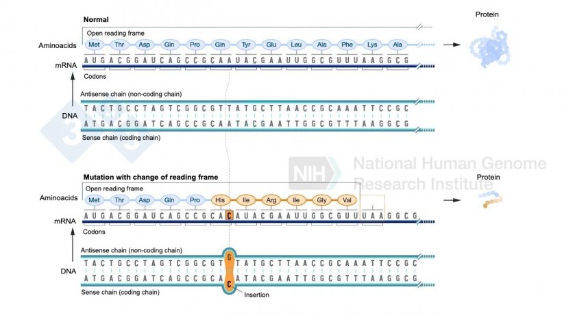 Figure 2. Example of a nucleotide insertion that involves a change in the reading frame and results in different amino acids being formed than normal and finally a stop codon that stops the formation of more amino acids for that protein. Source: https://www.genome.gov/es/genetics-glossary/Mutacion-con-cambio-del-marco-de-lectura
