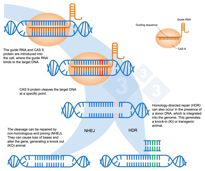 Figure 1. Gene editing using the CRISPR-Cas9 system. A guide RNA (sgRNA) recognizes a specific genomic region, which targets the DNA endonuclease Cas9. This enzyme cleaves&nbsp;the two DNA strands at the precise location. Adapted from: https://es.moleculardevices.com/applications/gene-editing-with-crispr-engineering
