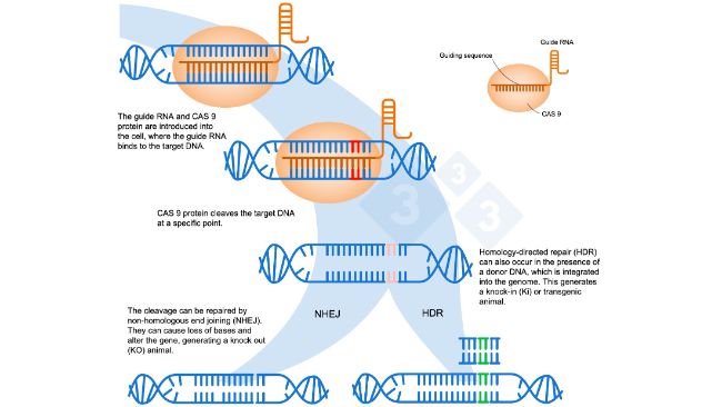 Figure 1. Gene editing using the CRISPR-Cas9 system. A guide RNA (sgRNA) recognizes a specific genomic region, which targets the DNA endonuclease Cas9. This enzyme cleaves&nbsp;the two DNA strands at the precise location. Adapted from: https://es.moleculardevices.com/applications/gene-editing-with-crispr-engineering

