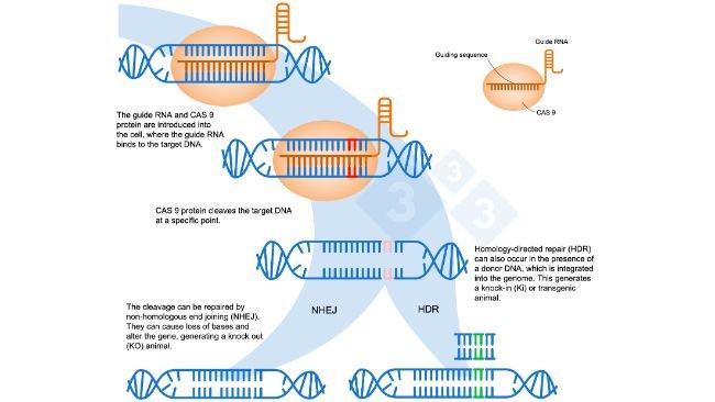 Figure 1. Gene editing using the CRISPR-Cas9 system. A guide RNA (sgRNA) recognizes a specific genomic region, which targets the DNA endonuclease Cas9. This enzyme cleaves the two DNA strands at the precise location. Adapted from: https://es.moleculardevices.com/applications/gene-editing-with-crispr-engineering