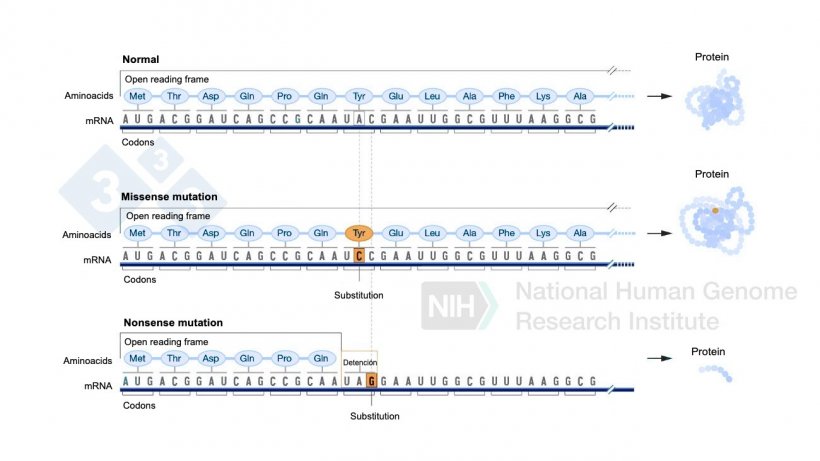 Figure 4. Use of base editors to generate point mutations in the genome.
