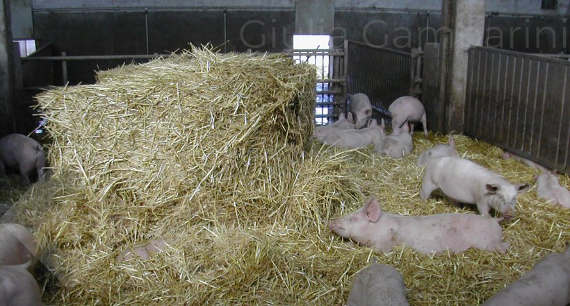 Photo 2. In the case of a two-stage pattern, the best preventive approach is to provide the animals with environmental enrichment that they can manipulate, e.g., straw.
