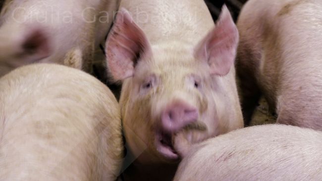 Photo 3. Pig biting a penmate's tail.
