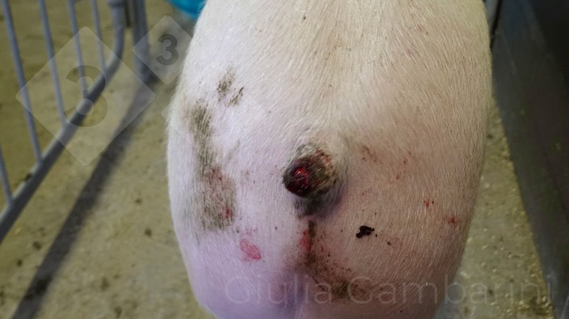 Photo 1. Tail lesions pose a risk of infection, with consequent economic losses for the producer.
