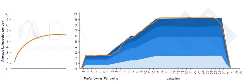 Figure&nbsp;1. Theoretical optimal feed intake pattern of the lactating sow and results in practice.
