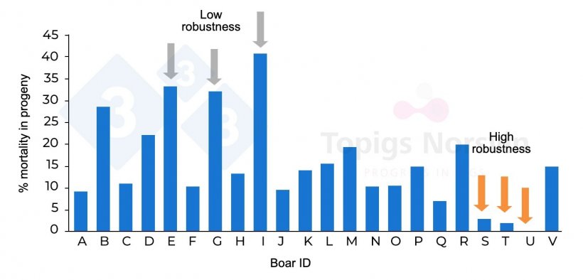 Figure 7. Different mortality of the progeny of boars from the same genetic line subjected to experimental infection.
