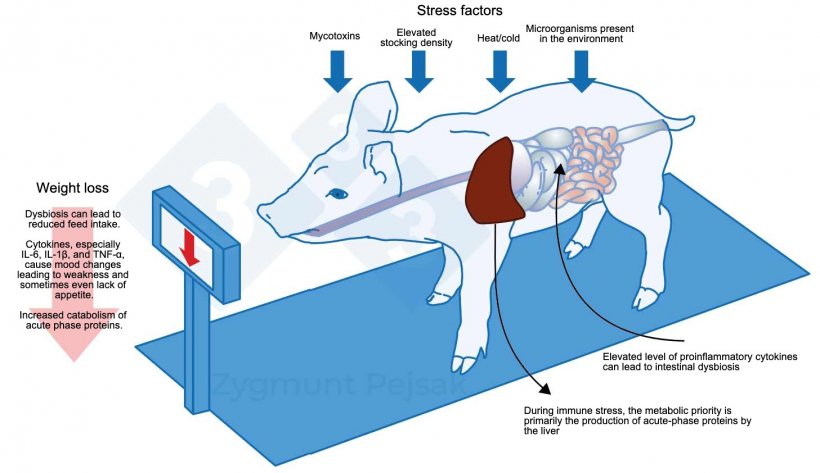 Figure 1. One of the extra costs of prolonged alertness is decreased appetite and, consequently, a longer finishing period. Since the pressure of environmental stressors affects each animal differently, weight differentiation will occur between weaned piglets or finishing pigs of the same age. Weight differentiation between animals of the same age can have serious economic consequences. In addition, especially in young animals, a diet that does not contain essential nutrients to reinforce anti-infective resistance can make animals more vulnerable. Impact of stress on immune function, health, and productivity. Z. Pejsak, 2023, pig333.com.
