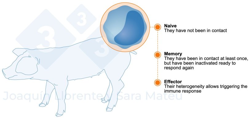 Figure 2. Functional stages of lymphocytes.
