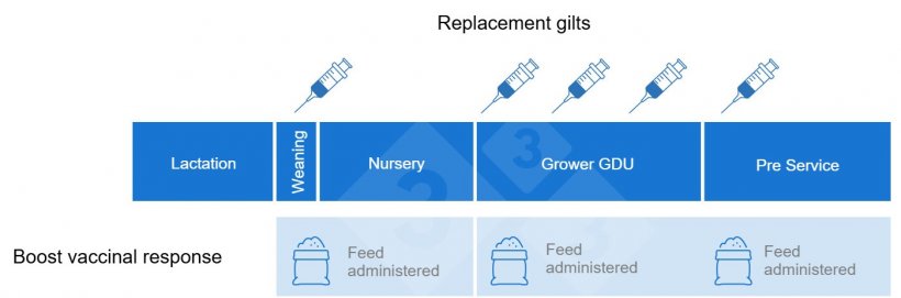 Figure 1. Example of vaccination protocol for maiden gilts and when beta glucan can be used as immunoadjuvants to boost vaccinal response of the desired vaccines.