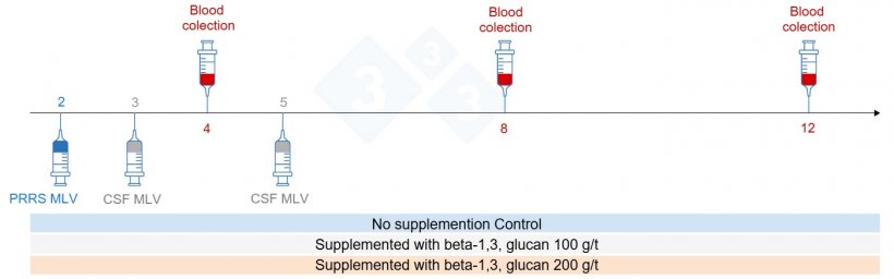 Figure 5: Trial design: Groups, time point of vaccination and blood collection (Chuaychu et al., 2024). Adapted by S. Casiró from (Chuaychu et al., 2024).