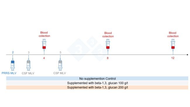 Figure 5: Trial design: Groups, time point of vaccination and blood collection (Chuaychu et al., 2024). Adapted by S. Casiró from (Chuaychu et al., 2024).