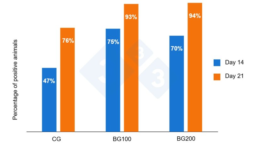 Figure 4: Percentage of positive piglets for PRRS antibodies at 14 and 21 days after vaccination (Smeets et al. 2020).