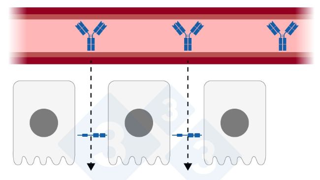 Figure 1: Relaxed tight junction union on the mammary epithelium. Created by Sebastian Casir&oacute; &ndash; Adapted from H. Quesnel and C. Farmer 2018
