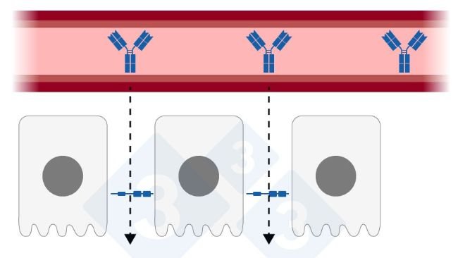 Figure 1: Relaxed tight junction union on the mammary epithelium. Created by Sebastian Casiró – Adapted from H. Quesnel and C. Farmer 2018