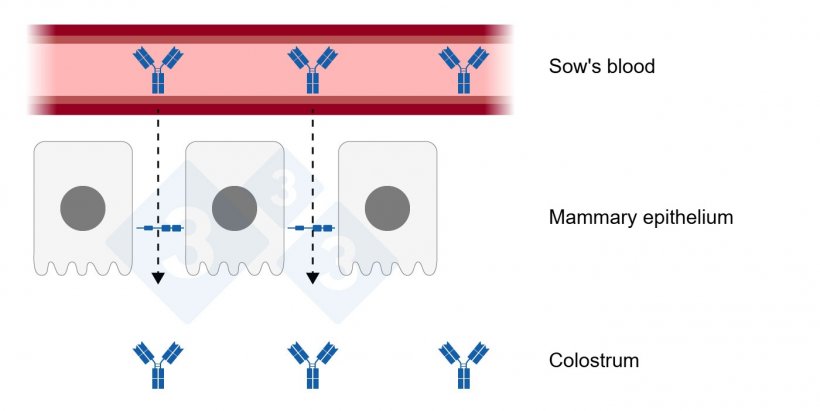 Figure 1: Relaxed tight junction union on the mammary epithelium. Created by Sebastian Casir&oacute; &ndash; Adapted from H. Quesnel and C. Farmer 2018
