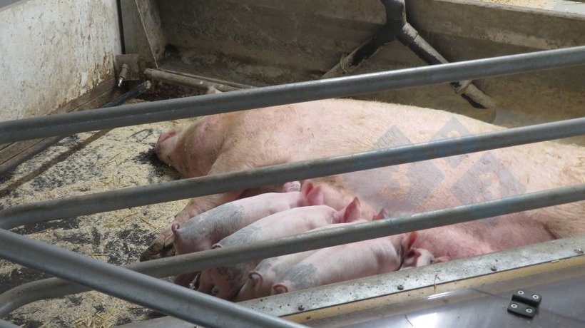 Mobile floor system implemented in lactating sows.
