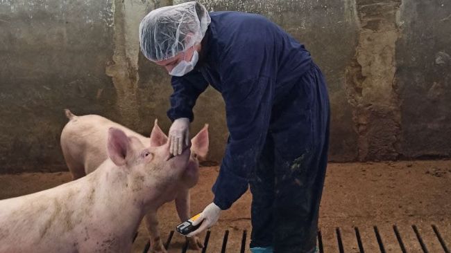 Gas concentration monitoring should be performed at least once per season and in at least three pens.
