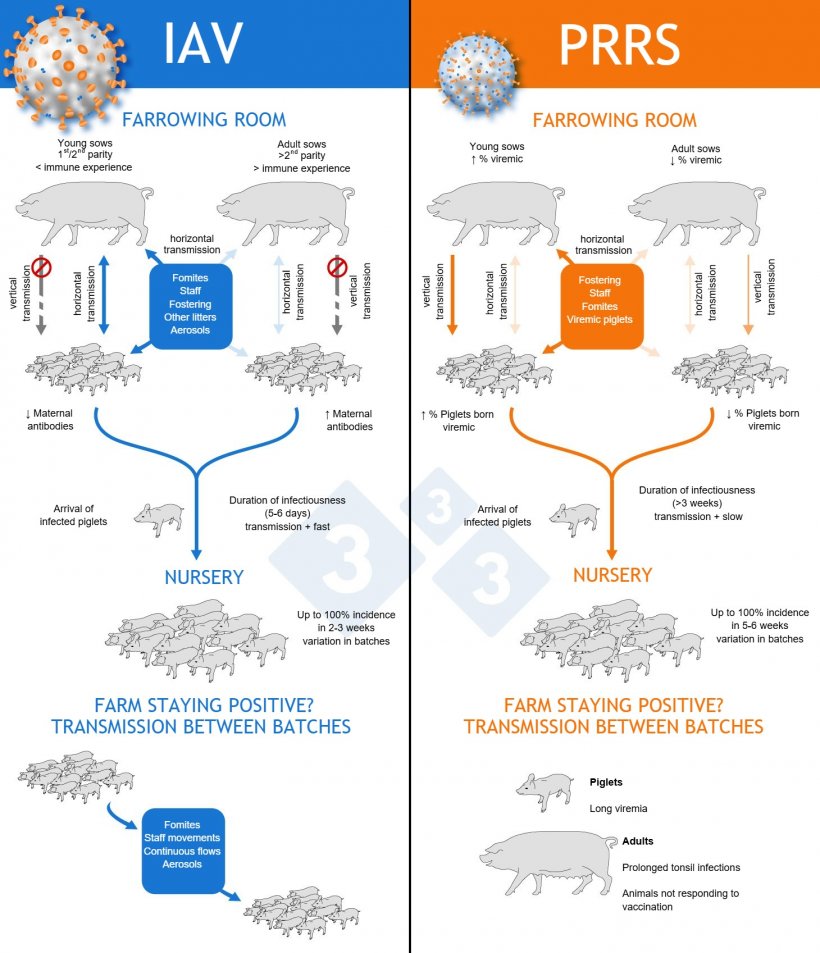 Figure 1. Mechanisms by which PRRS and influenza viruses become endemically established on farms.
