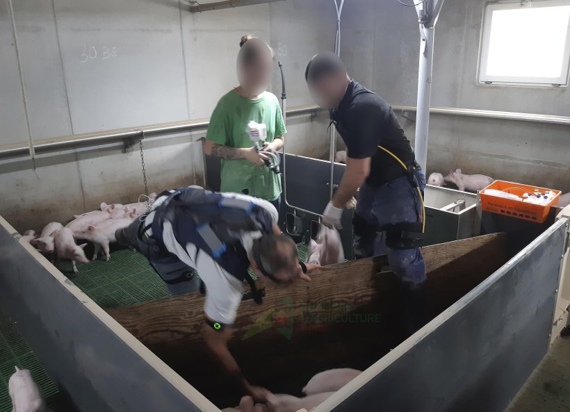 Pig farmers testing the use of exoskeletons when vaccinating piglets. Source: Brittany Chamber of Agriculture.
