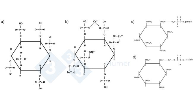 Figure 1. Structure of phytic acid at neutral pH (a); structure of phytic acid chelated at neutral pH with cations (b); structure of phytic acid chelated with proteins at acidic pH (c) and neutral pH (d). Figures adapted from Humer et al. (2014).

