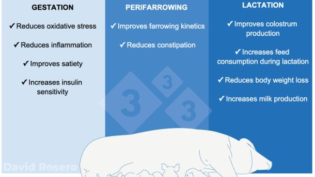 Figure 1. Effects of fiber as a nutritional intervention in sow diets.

